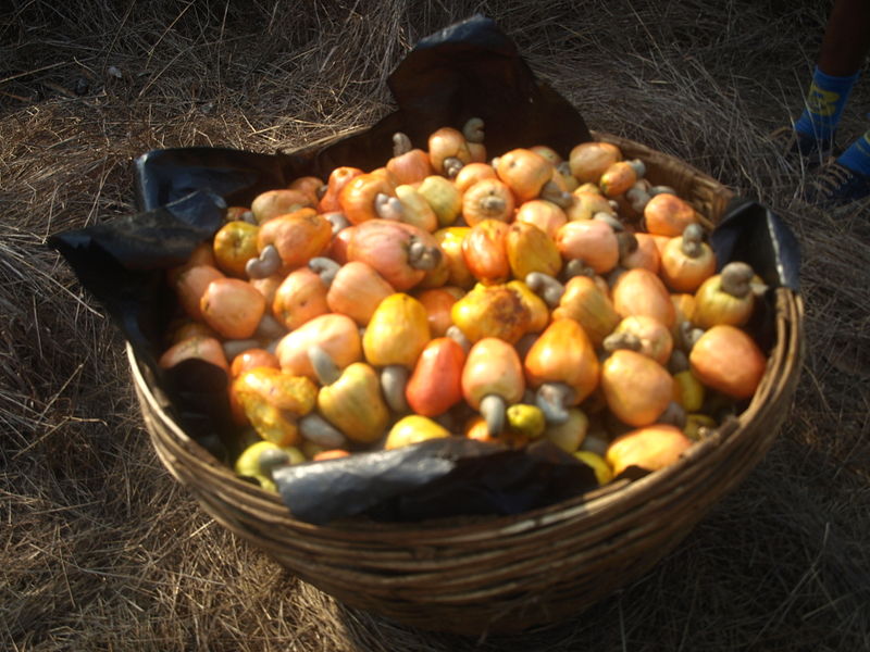 Cashew wine to celebrate the new year