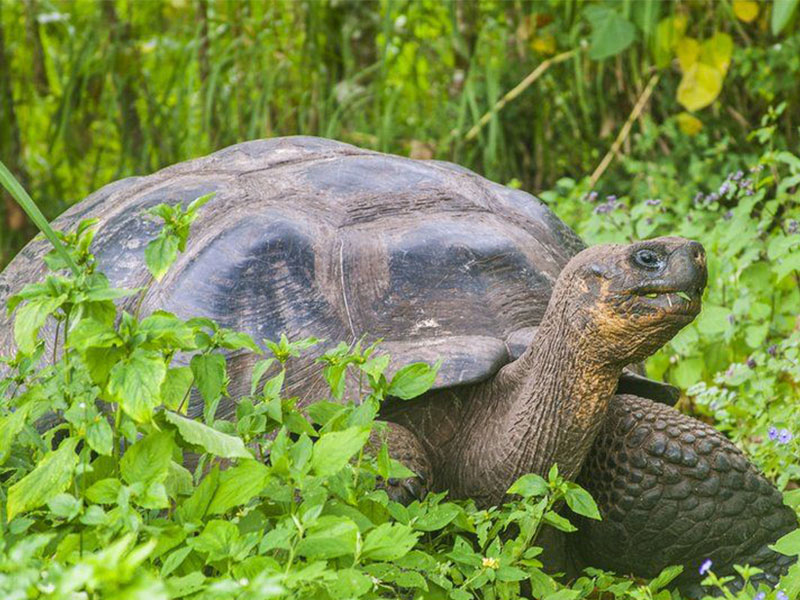The Galapagos Islands: A Natural Wonderland of Biodiversity and Evolution