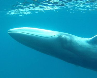 Cargo ships in the south are killing blue whales