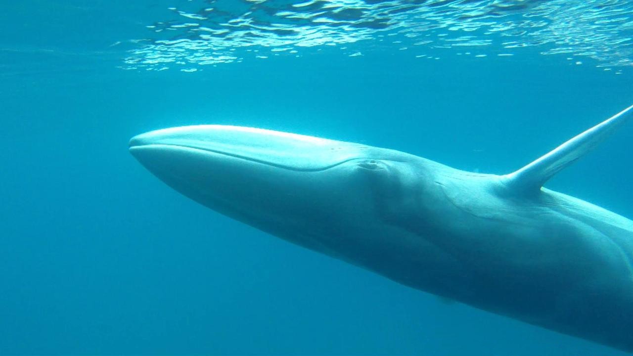 Cargo ships in the south are killing blue whales