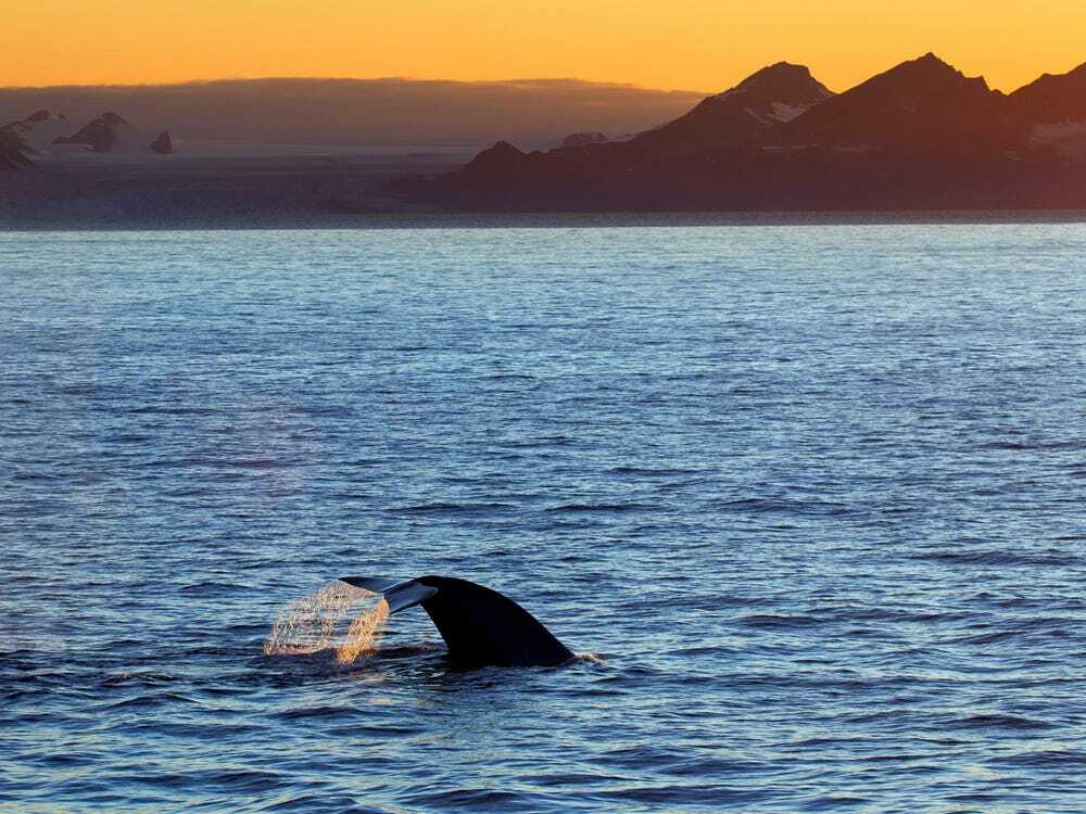 Cargo ships in the south are killing blue whales