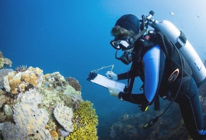 Coral Reefs are breathing in the Southern Sea