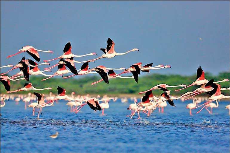 Flamingos in Manner – attraction to many