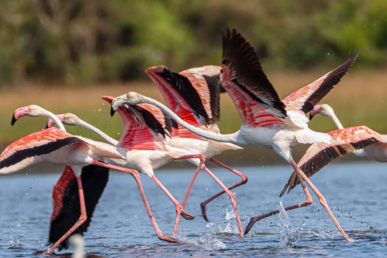 Drones a threat to Mannar Flemingo’s