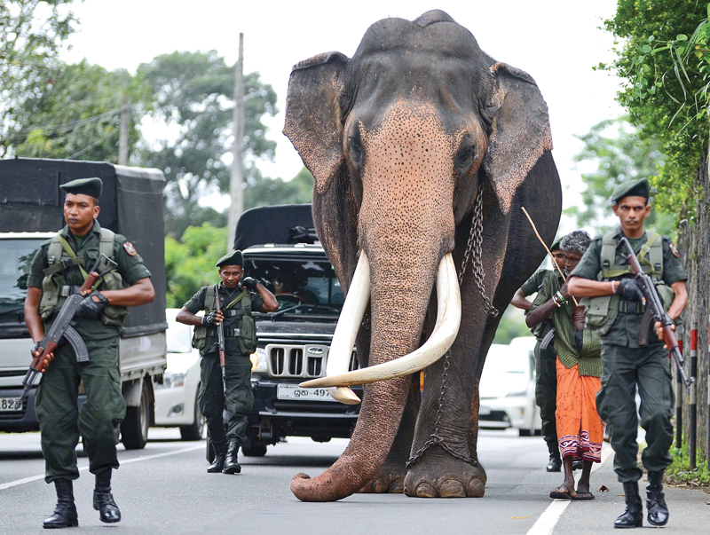 The tusker who will remain in the hearts for many more years