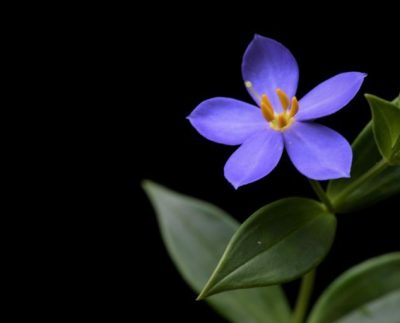Exacum Pallidum