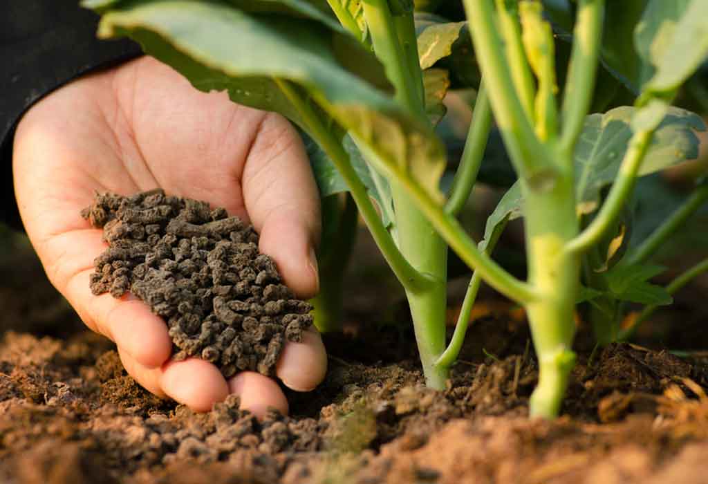 Organic vs. Chemical Fertilizer: Which is Better?