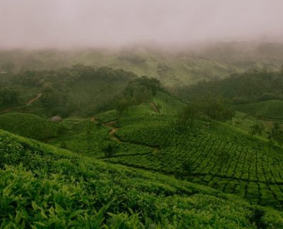 Hand Picked Ceylon tea