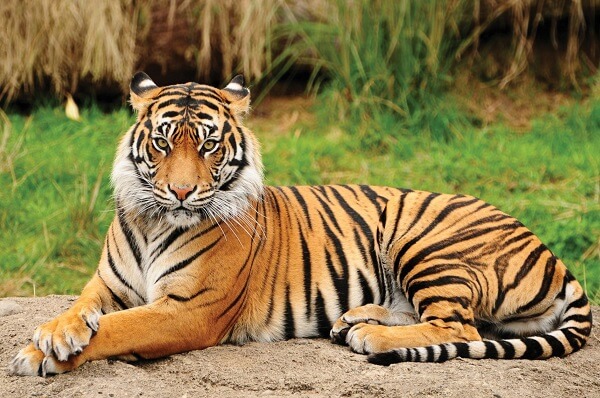 Nepal’s tiger population triples