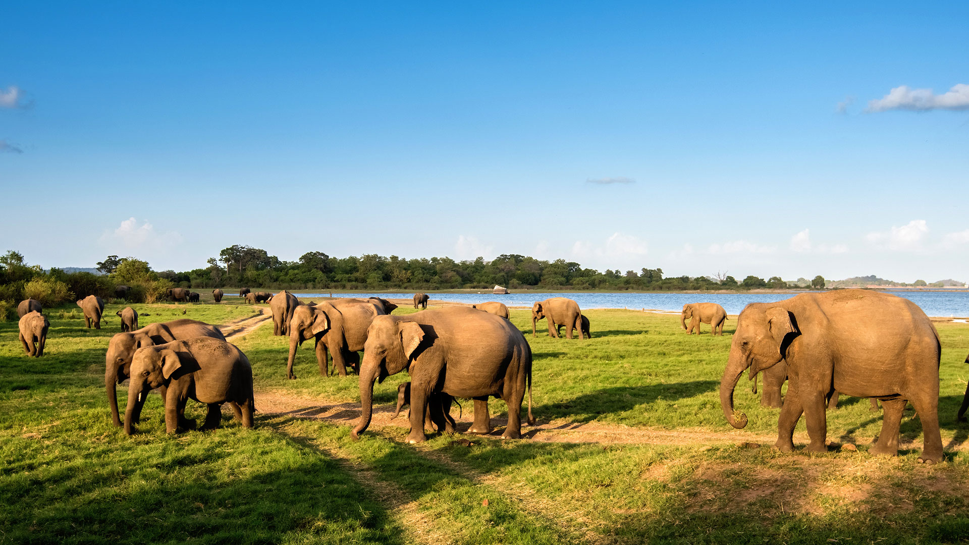 Great elephant gathering disturbed by Moragahakanda