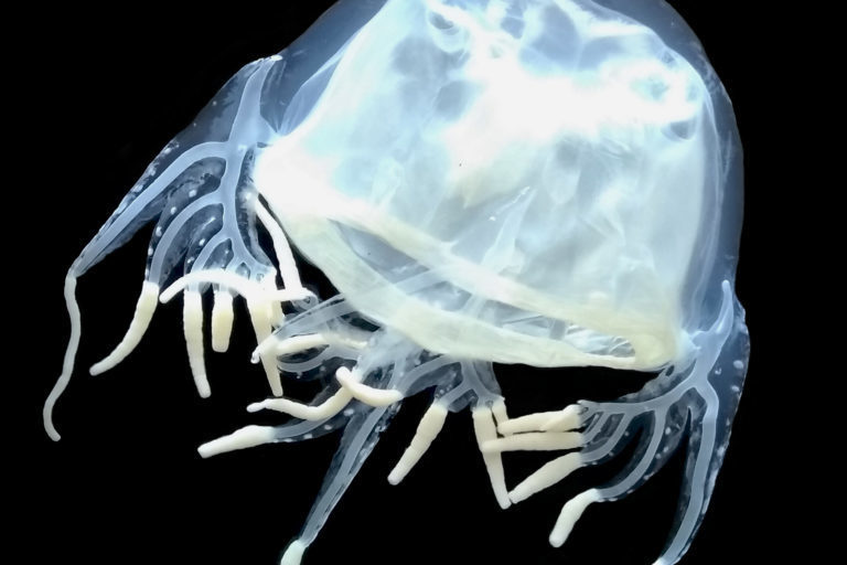 New Jelly fish identified in Sri Lankan waters