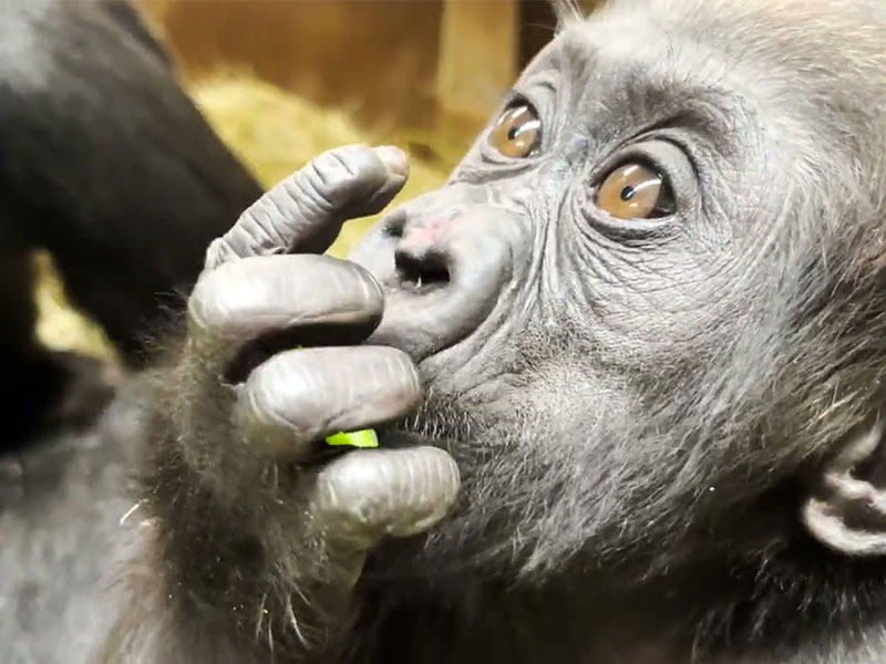 GorillaStory: Snacktime With Zahra