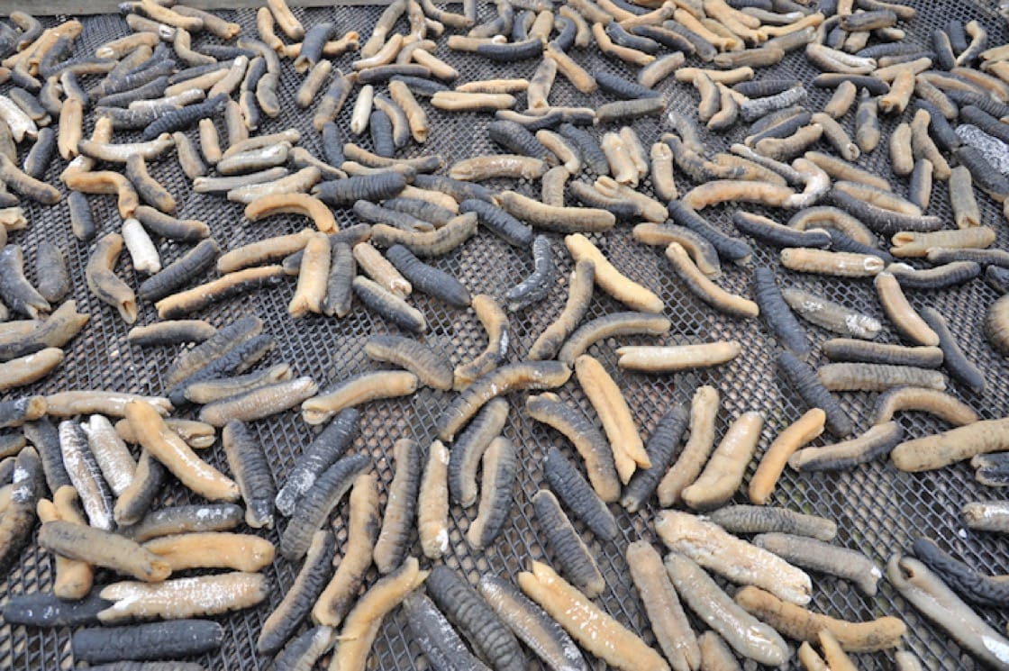 Sri Lankan fishermen oppose Chinese sea cucumber fishing