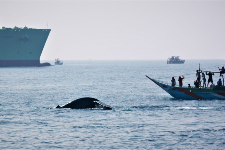Ships to avoid Whales on Hambanthota shipping lane