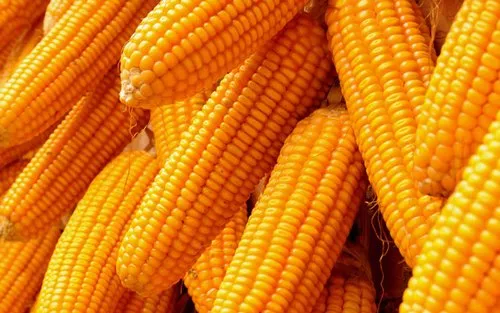 Maize import cost increased