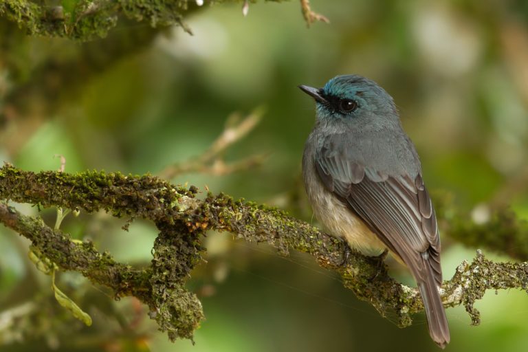 Sri Lankan birds may move to the India’s Western Ghats