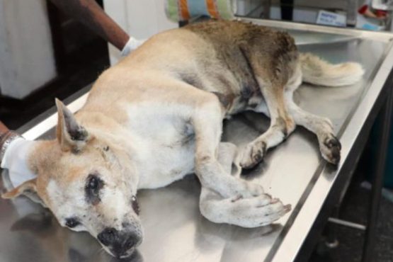 Call for a ban on human contraceptive injections in animals