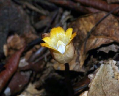 A new species of orchid