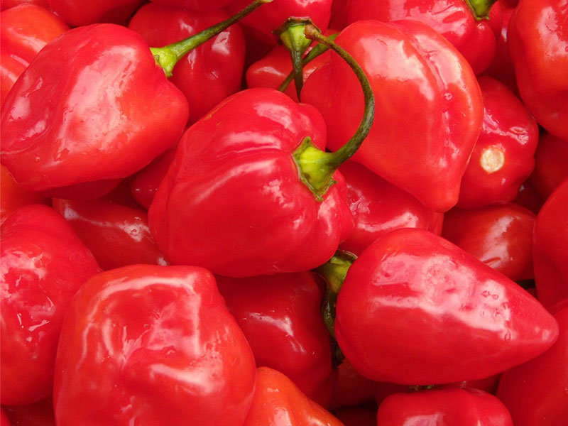 Sri Lankan “Nai Miris” Demand Increases in the Global Market