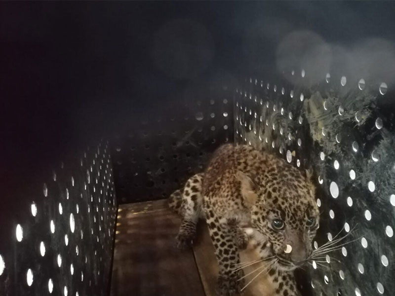 Why People Pick Up Leopard Cubs in Sri Lanka