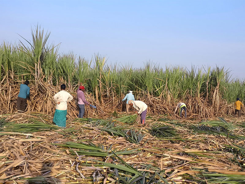 Indian Elnino reduces the sugar and cotton supply