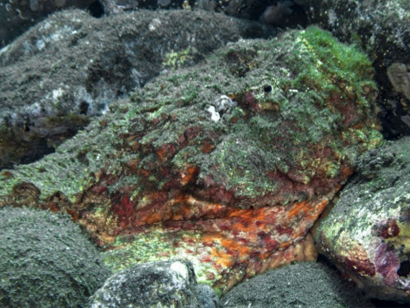 S stonefish may sting