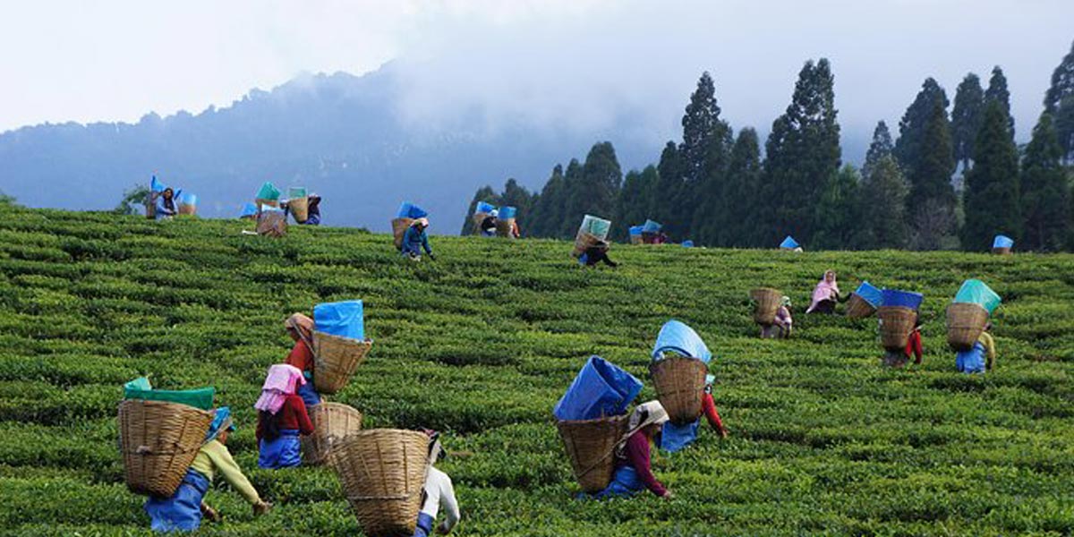 තේ වතු වල ජනතාවට ස්ථිර ලිපින