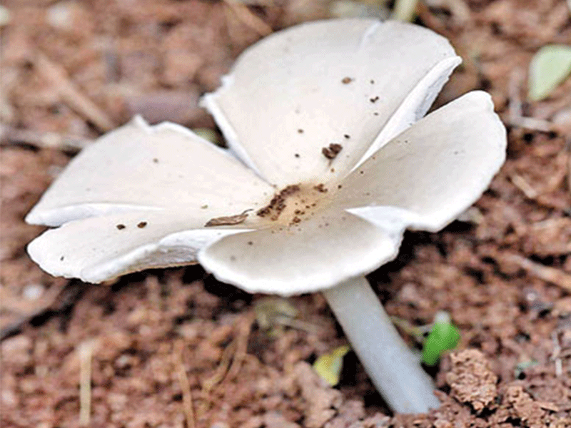 Edible mushrooms found