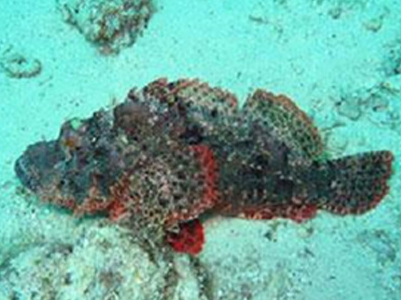 Poisonous blue fish seen in Galle