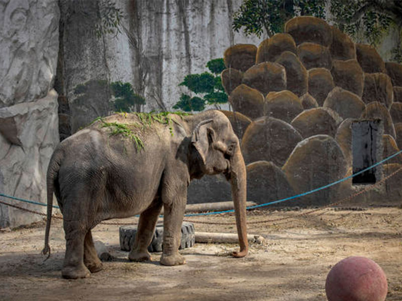 “world’s saddest elephant,” Mali is no more