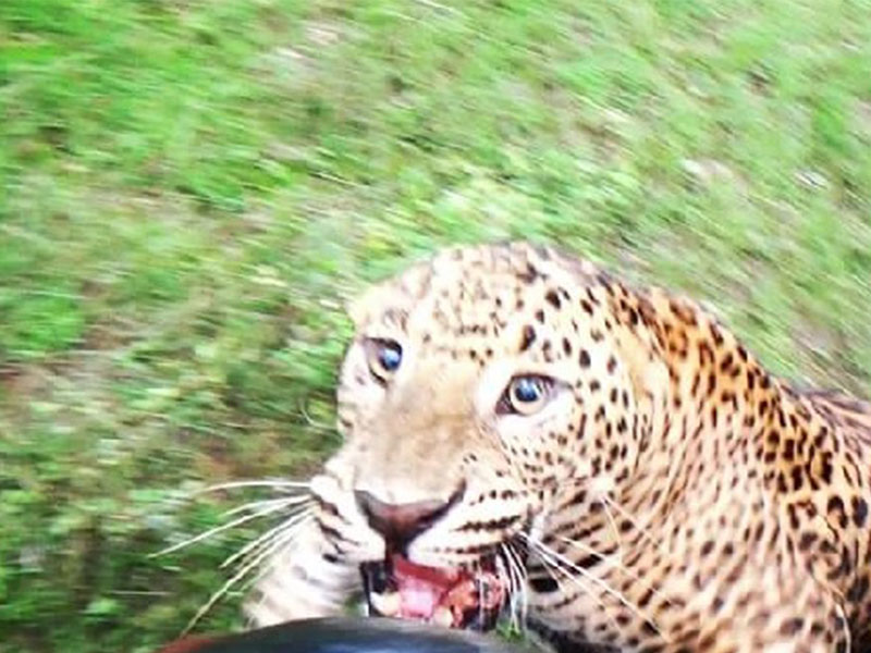 Conserving the Sri Lankan Leopard