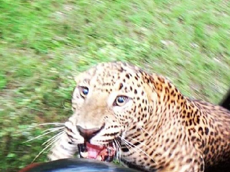 Conserving the Sri Lankan Leopard