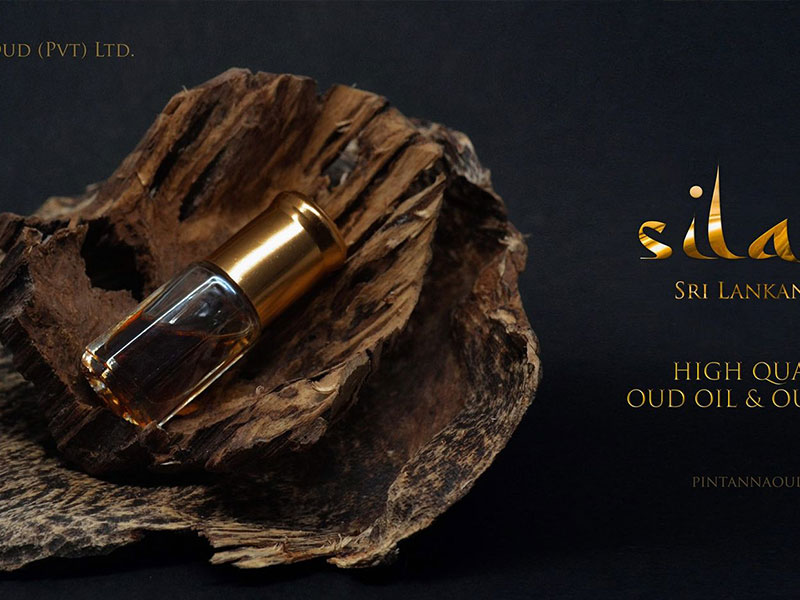 Agarwood Oil: A Fragrant Rise to Global Prominence