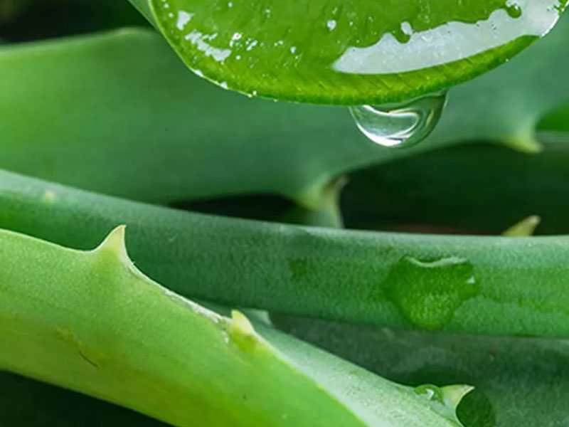 Sri Lanka’s Aloe Vera Market Thrives on  Wellness