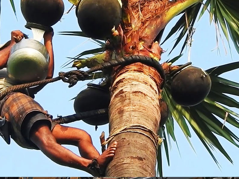 Palmyrah: Toddy Exports Bring in $102,000