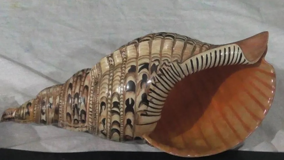 Exposed: Illegal Conch Shells - Lanka News Line