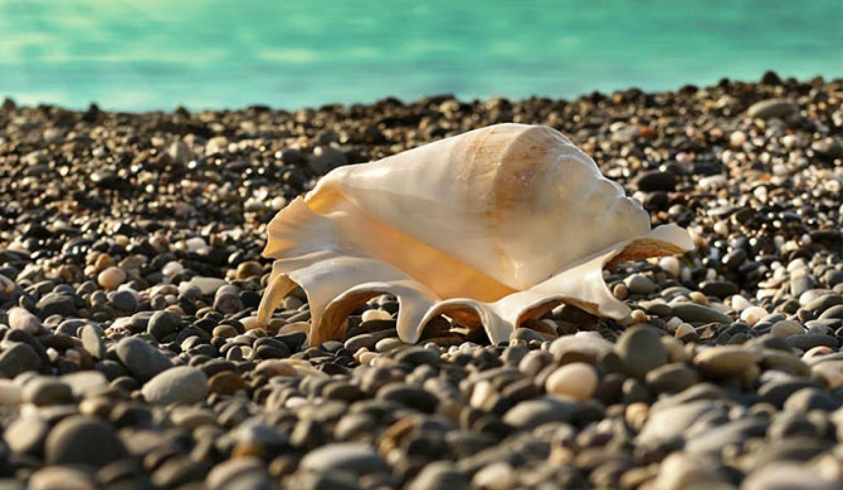 Exposed: Illegal Conch Shells