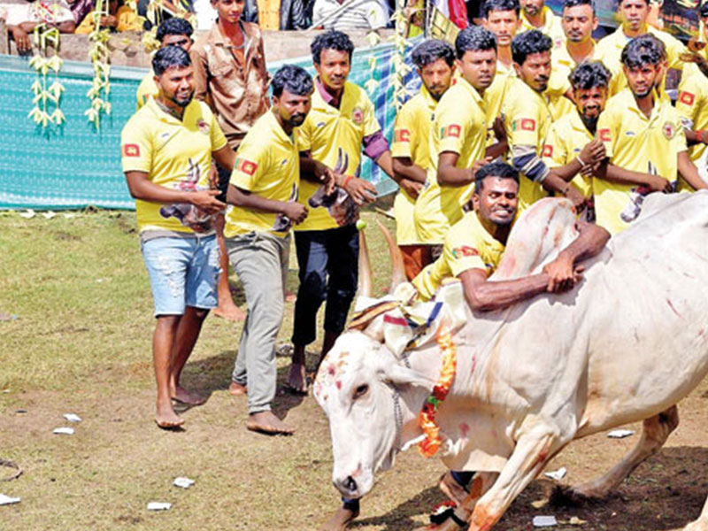 Bull Fighting : Jallikattu in Trinco