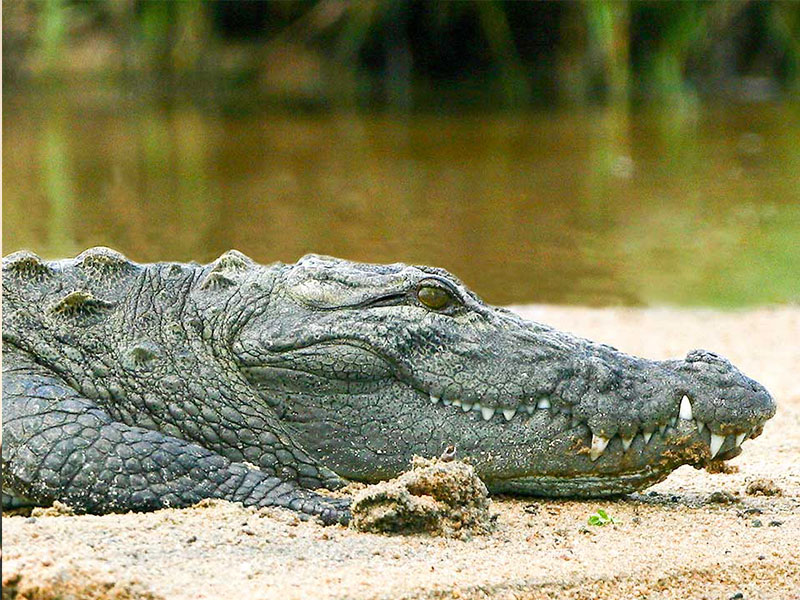 A Surge in Floodwaters and  Crocodile Fear