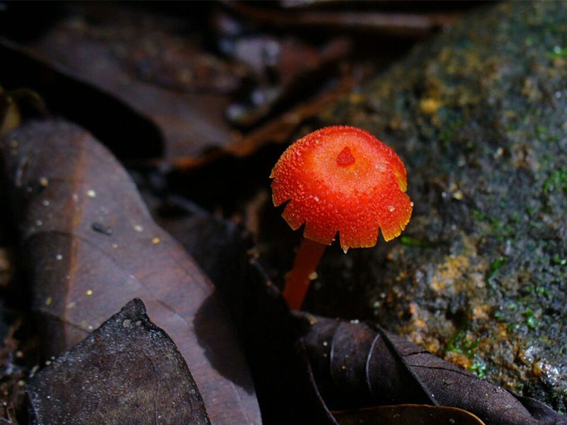 Sri Lanka: Mushrooms Unearthed!