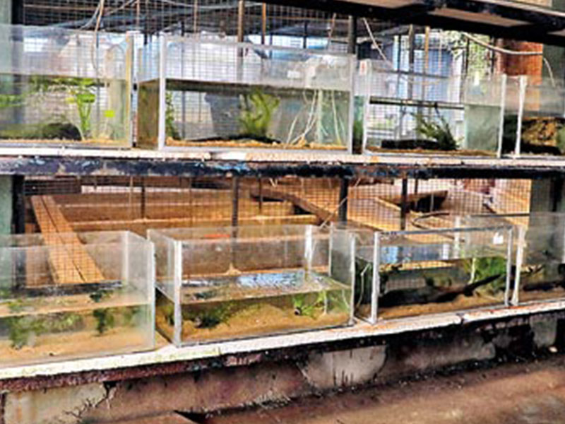 “Dehiwala Zoo Takes to   Captive Breeding