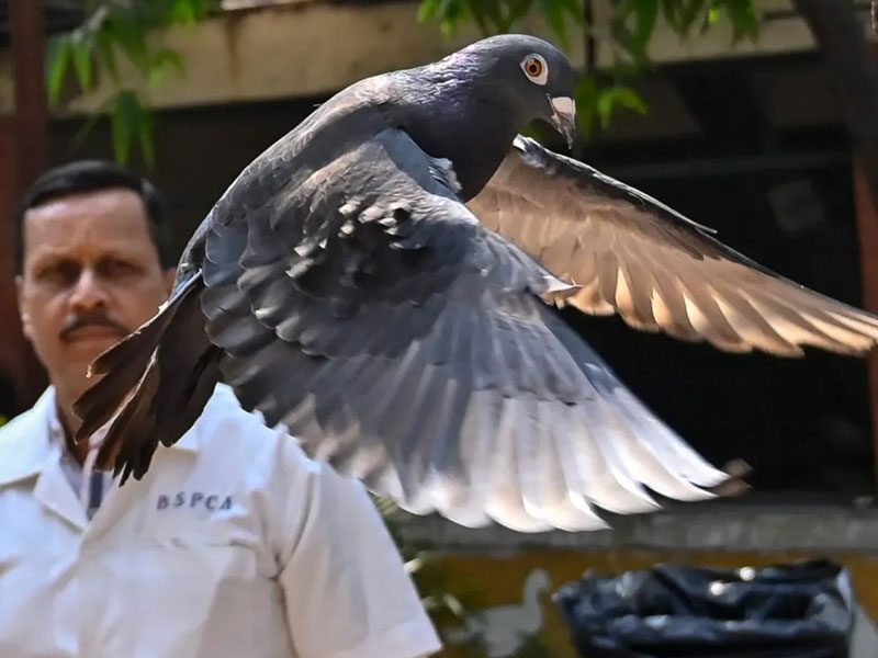 Chinese Spy Pigeon Released