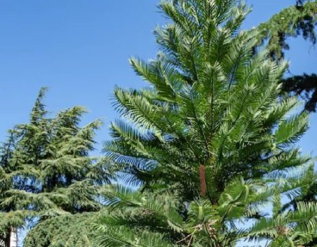 “Dinosaur Trees” in Secret Australian Gardens