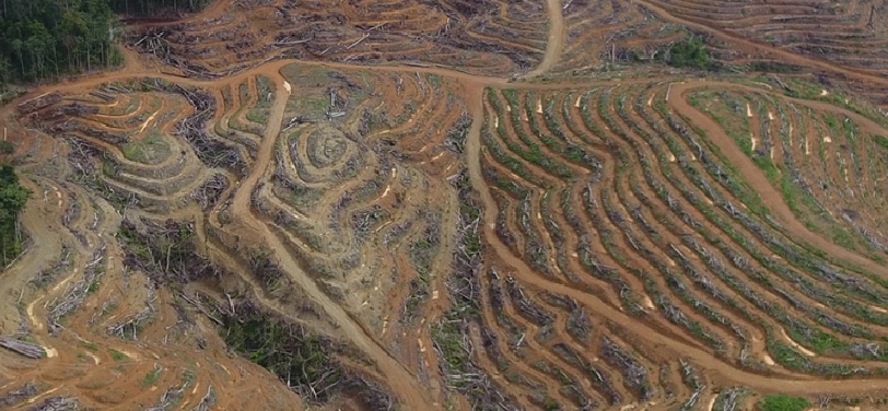  Palm Oil Deforestation  in Indonesia
