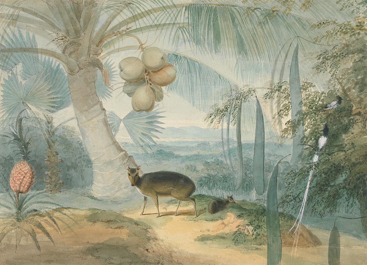 Samuel Daniell: Capturing Ceylon