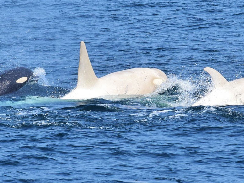 Whales Trapped in Hokkaido Ice