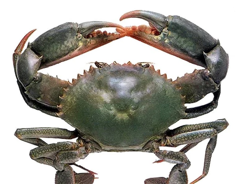 Laws for the Mud Crab
