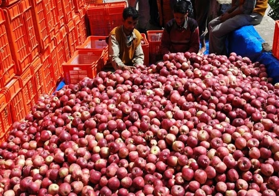 Indian Onion Ban Indefinite