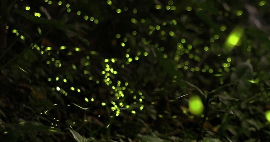 Unique Fireflies