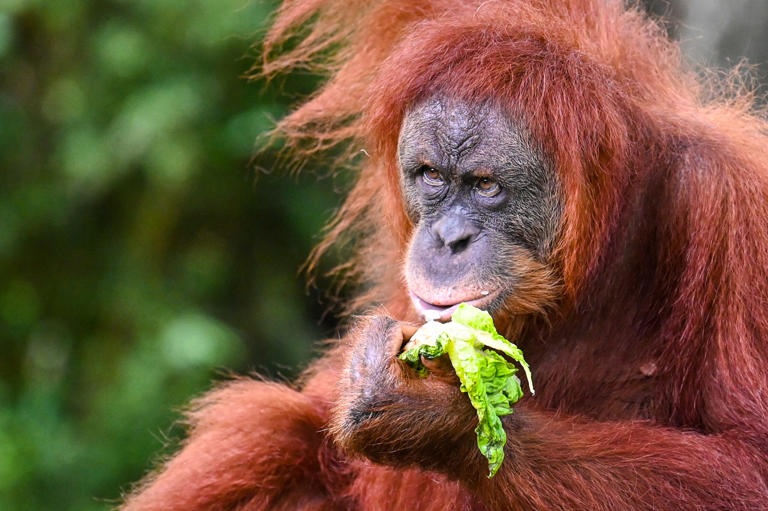 Malaysia’s Orangutan Diplomacy